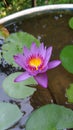 Blue water lily in Sri lanka Royalty Free Stock Photo