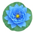 Blue water lily on white background Royalty Free Stock Photo