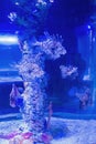 Blue water in Marine aquarium with fishes and corals Royalty Free Stock Photo