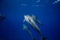 Blue water of ocean with pod of dolphins traveling underwater Royalty Free Stock Photo