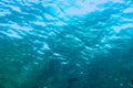 Blue water ripples underwater, texture and backgrounds Royalty Free Stock Photo