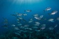 Blue Water and Schooling Bigeye Jacks Royalty Free Stock Photo