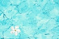Blue water with tropic flower. Pool water surface texture top view Royalty Free Stock Photo