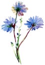 Blue watercolor flowers Royalty Free Stock Photo