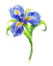 Blue watercolor iris flower Royalty Free Stock Photo