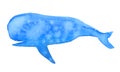 Blue watercolor whale hand-drawn illustration sketch