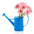 Blue watering can with pink flowers Royalty Free Stock Photo