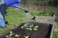 Blue watering can pours water on young lettuce plants in a wooden raised bed, vegetable cultivation in a rural country garden