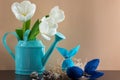 Blue watering can with white tulips and two Easter eggs in form of rabbit on brown background. Holiday decorating. Royalty Free Stock Photo