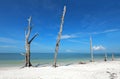 Blue waters and dead tree trunks in Fort Myers Beach.