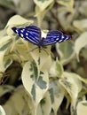 Blue wave butterfly on leaves