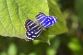 Blue Wave Butterfly(Myscelia cyaniris)