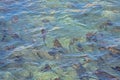 Blue waving water surface with algae beneath Royalty Free Stock Photo