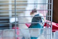 A blue wavy beautiful parrot looks suspiciously into the camera lens