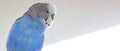 The head of a blue wavy parrot, on a white background.