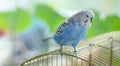 Blue wavy parrot on a cage, selective focus. Royalty Free Stock Photo