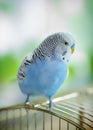 Blue wavy parrot on a cage, selective focus. Royalty Free Stock Photo