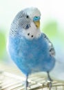 Blue wavy parrot on a cage, selective focus. Royalty Free Stock Photo