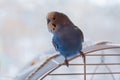 Blue wavy parrot sits on a cage Royalty Free Stock Photo