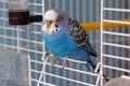 Blue wavy parrot sits at the exit of the cage Royalty Free Stock Photo