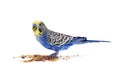 Blue wavy parrot on white background Royalty Free Stock Photo