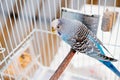 blue wavy parrot in a white cage near a dirty mirror. Pet. Royalty Free Stock Photo