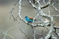 Blue Waxbill Royalty Free Stock Photo