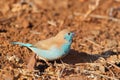 Blue Waxbill