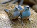 Blue waxbill Royalty Free Stock Photo