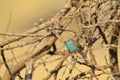 Blue Waxbill - African Wild Bird Background - Hidden Beauties