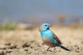 Blue Waxbill - Astonishing Beauty from Africa