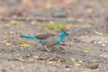 Blue Waxbill, blue bird Royalty Free Stock Photo