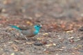 Blue Waxbill, blue bird Royalty Free Stock Photo