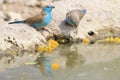 Blue Waxbill - Cute Beauty Bird Background from Africa