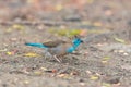 Blue Waxbill, little blue bird Royalty Free Stock Photo