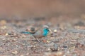 Blue Waxbill, little blue bird Royalty Free Stock Photo