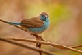 Blue Waxbill or Southern Cordonbleu - Uraeginthus angolensis also known as a blue-breasted waxbill, blue-cheeked or Angola cordon-