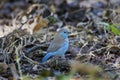 Blue Waxbill (Uraeginthus anglolensis) - Botswana Royalty Free Stock Photo