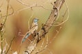 Blue Waxbill (Uraeginthus angolensis)