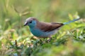 The blue waxbill (Uraeginthus angolensis)  called blue-breasted cordon-bleu sitting in green grass. Royalty Free Stock Photo