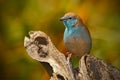 Blue Waxbill, Uraeginthus angolensis, detail of exotic blue and orange African song bird in the nature habitat, Chobe National Pa