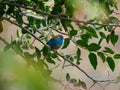 Blue waxbill, Uraeginthus angolensis. Madikwe Game Reserve, South Africa Royalty Free Stock Photo