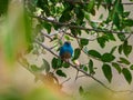 Blue waxbill, Uraeginthus angolensis. Madikwe Game Reserve, South Africa Royalty Free Stock Photo