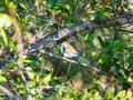 Blue waxbill, Uraeginthus angolensis. Madikwe Game Reserve, South Africa Royalty Free Stock Photo