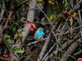 Blue waxbill, Uraeginthus angolensis. Madikwe Game Reserve, South Africa Royalty Free Stock Photo