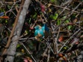 Blue waxbill, Uraeginthus angolensis. Madikwe Game Reserve, South Africa Royalty Free Stock Photo