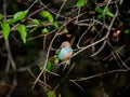 Blue waxbill, Uraeginthus angolensis. Madikwe Game Reserve, South Africa Royalty Free Stock Photo