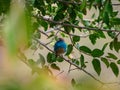 Blue waxbill, Uraeginthus angolensis. Madikwe Game Reserve, South Africa Royalty Free Stock Photo