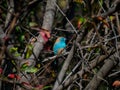 Blue waxbill, Uraeginthus angolensis. Madikwe Game Reserve, South Africa Royalty Free Stock Photo