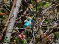 Blue waxbill, Uraeginthus angolensis. Madikwe Game Reserve, South Africa Royalty Free Stock Photo